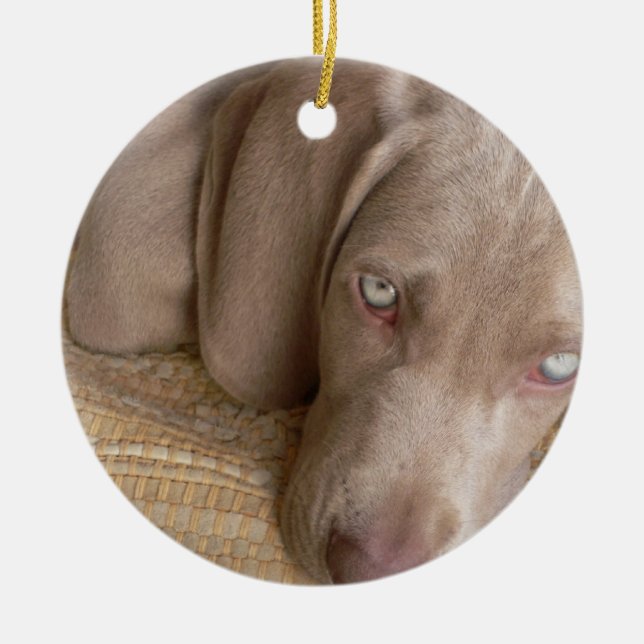 Ornement de chien de sommeil Weimeraner (Devant)