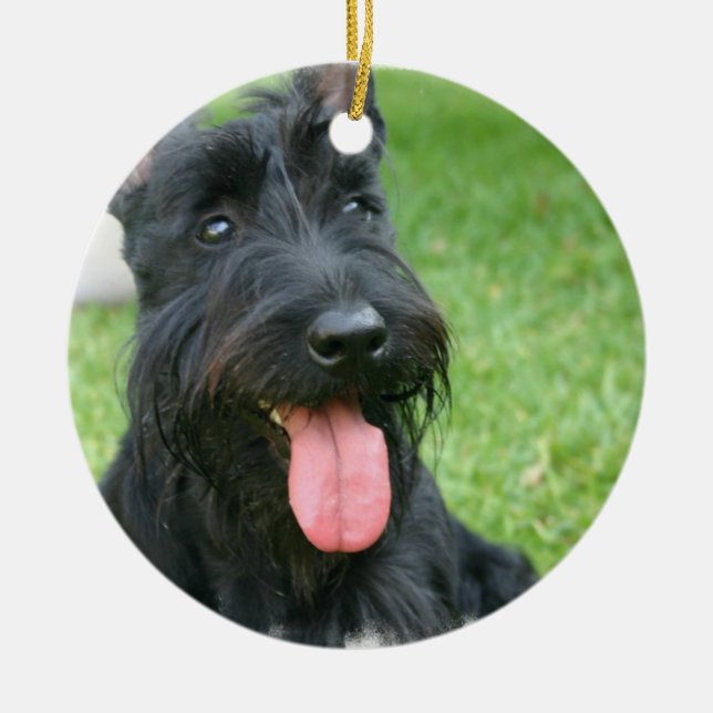 Ornement de chien de Terrier d'écossais (Devant)