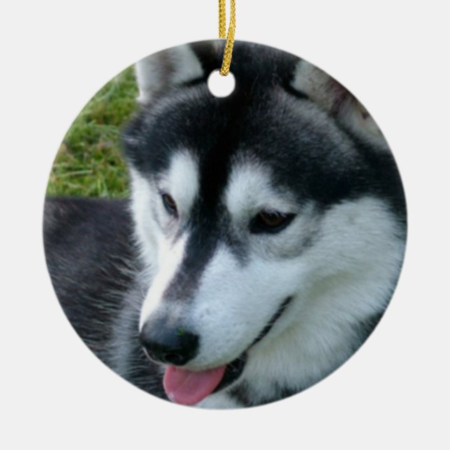 Ornement de chien de traîneau sibérien (Devant)