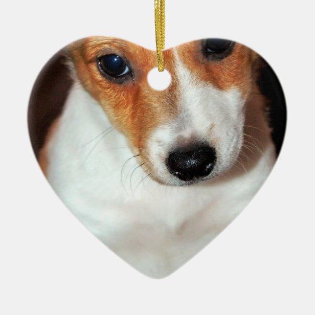 Ornement de chiot de Jack Russell Terrier (Devant)