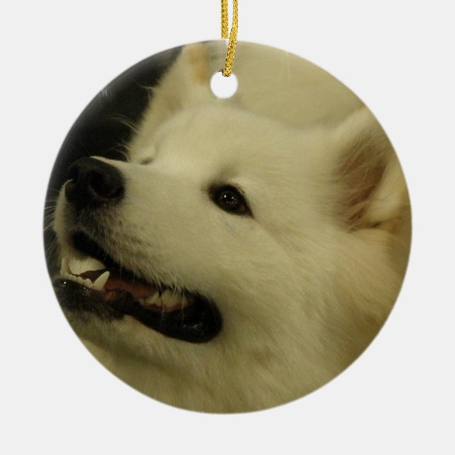 Ornement de chiot de Samoyed (Devant)