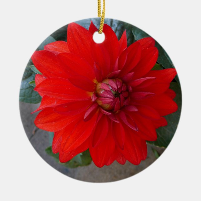Ornement de chrysanthème (Devant)