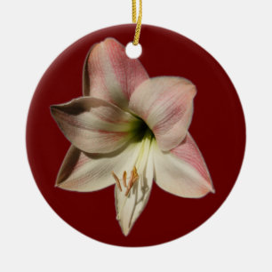 Ornement de ~ d'amaryllis