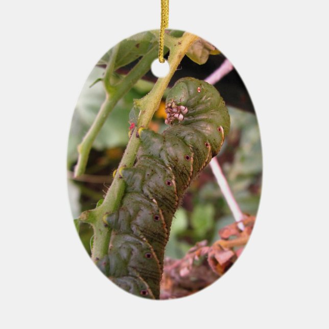 Ornement de ~ de la Caroline Hornworm (Devant)