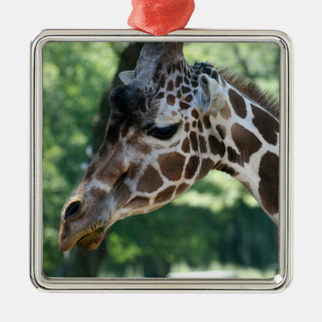 Ornement de girafe (Devant)