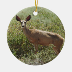 Ornement de la faune, cerf mule, doe, nature, anim