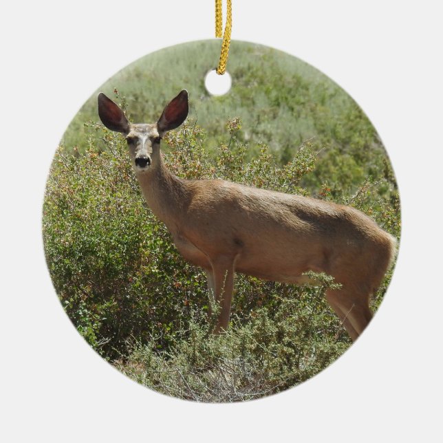 Ornement de la faune, cerf mule, doe, nature, anim (Devant)