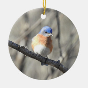 Ornement de la faune, oiseau bleu de l'est, oiseau