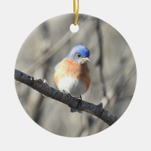 Ornement de la faune, oiseau bleu de l'est, oiseau (Devant)
