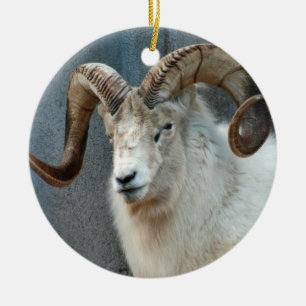 Ornement de moutons de Dall