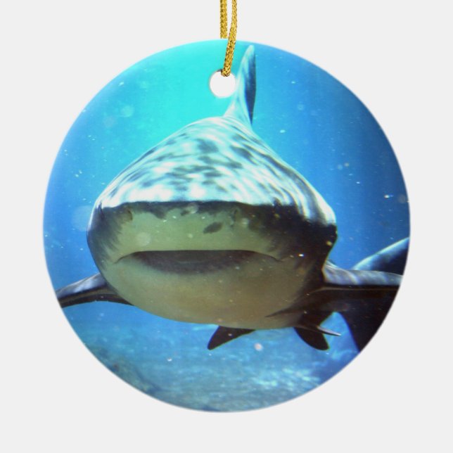 Ornement de natation de requin (Devant)