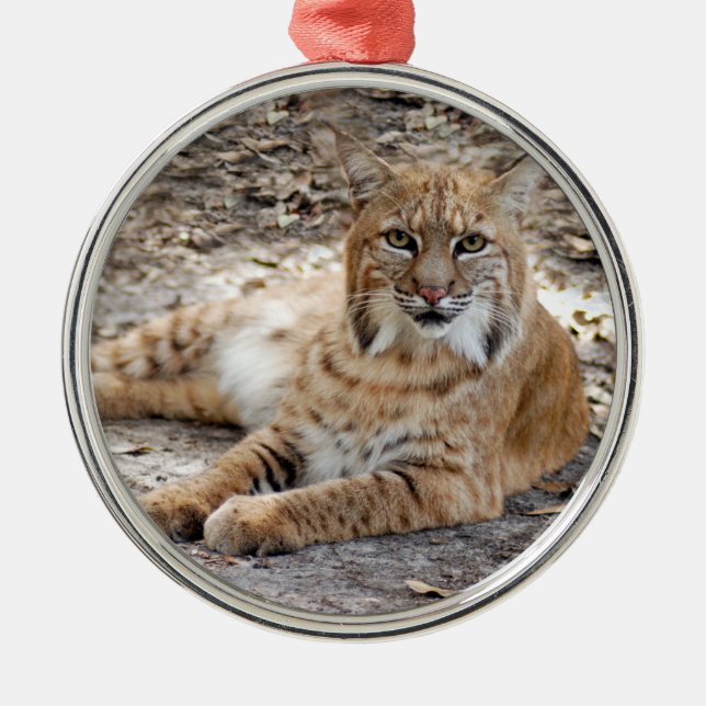 Ornement de Noël Bobcat (Devant)