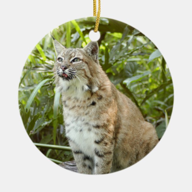 Ornement de Noël de chat sauvage (Devant)