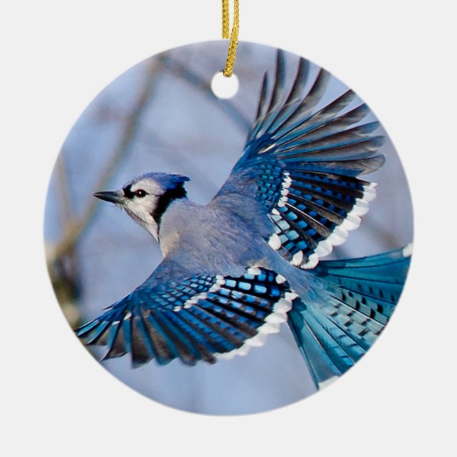 Ornement de Noël de geai bleu (Devant)