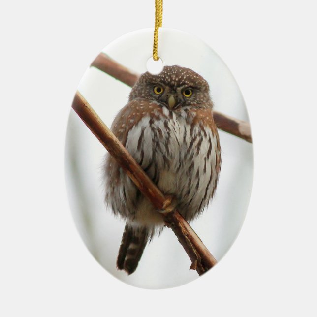 Ornement de Noël de hibou - Pygmée-Hibou du nord (Devant)