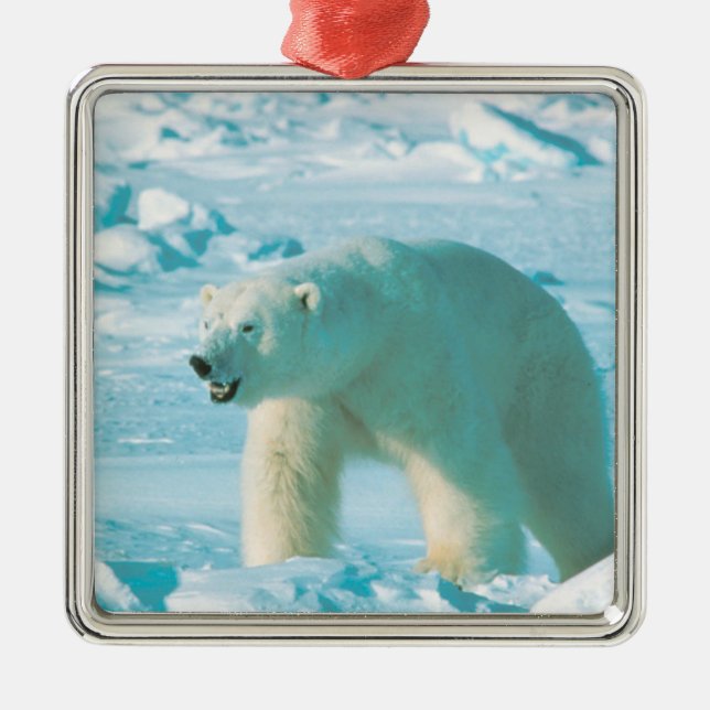 Ornement de Noël de l'ours polaire (Devant)