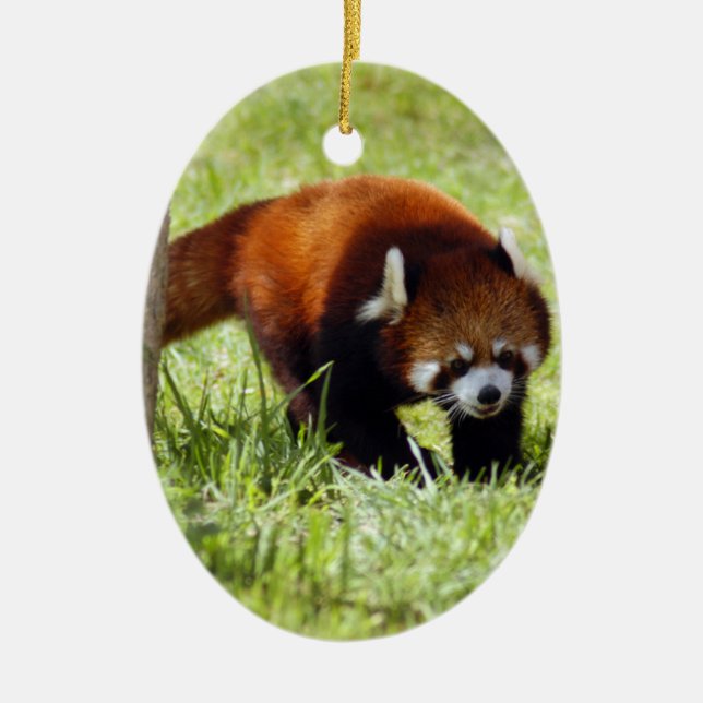 Ornement de Noël de panda rouge (Devant)