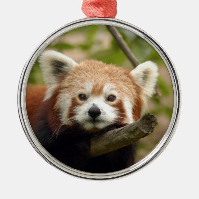 Ornement de Noël de panda rouge (Devant)