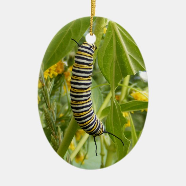 Ornement de photo (Devant)