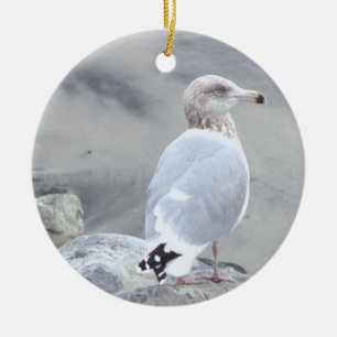 Ornement de photo de mouette