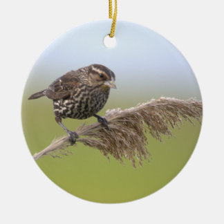 Ornement de photo d'oiseau