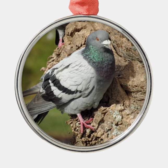 Ornement de pigeon (Devant)