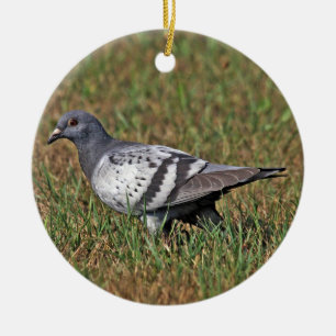 Ornement de pigeon de roche
