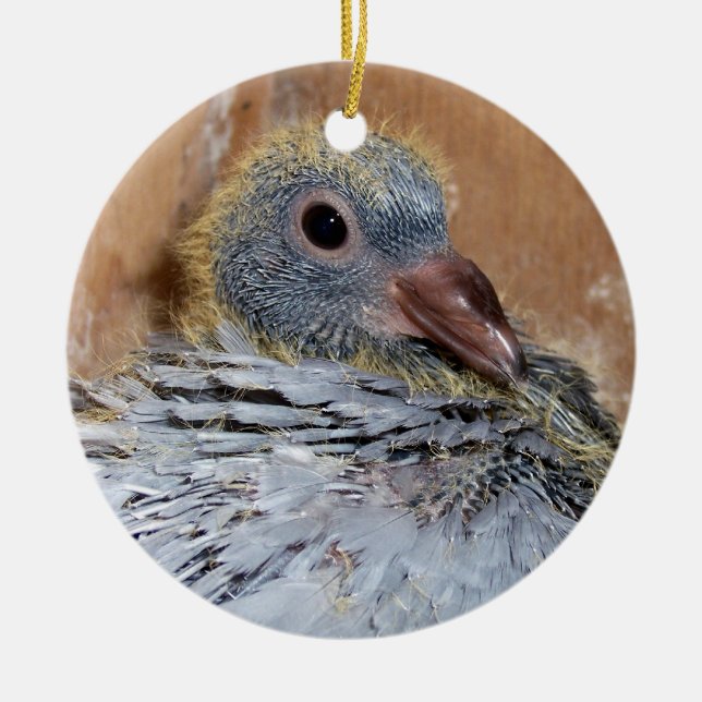 Ornement de pigeon voyageur de bébé (Devant)
