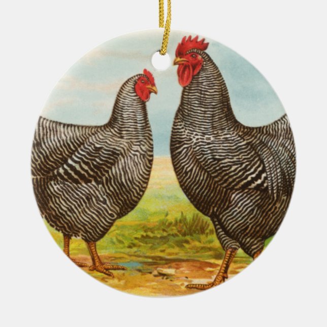 Ornement de poulets de Plymouth Rock barré par cru (Devant)