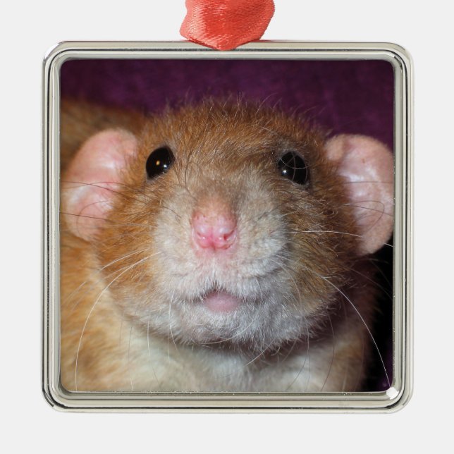 Ornement de rat d'abruti (Devant)
