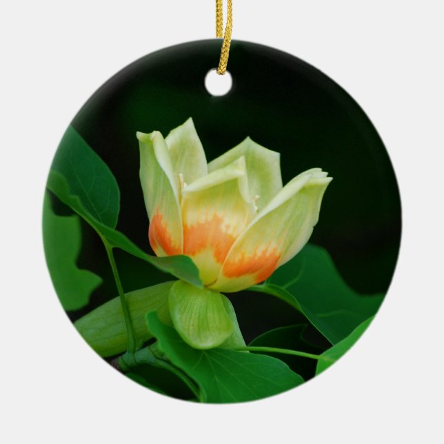 Ornement de tulipe d'arbre de peuplier (Devant)