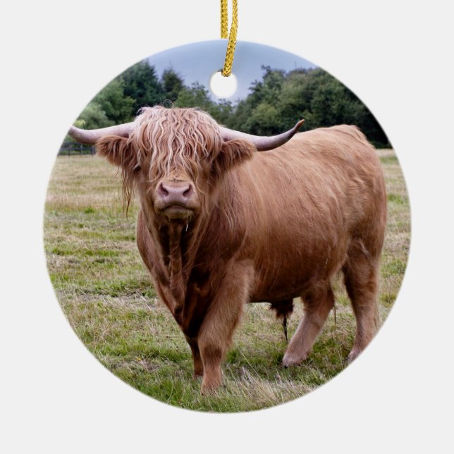 Ornement de vache de Highland (Devant)