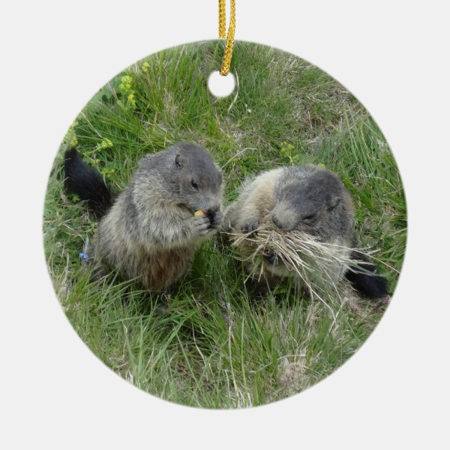 Ornement des marmottes (Devant)