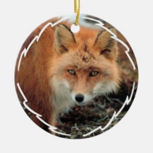 Ornement d'espèces de Fox