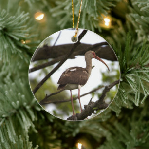Ornement d'oiseaux Ibis