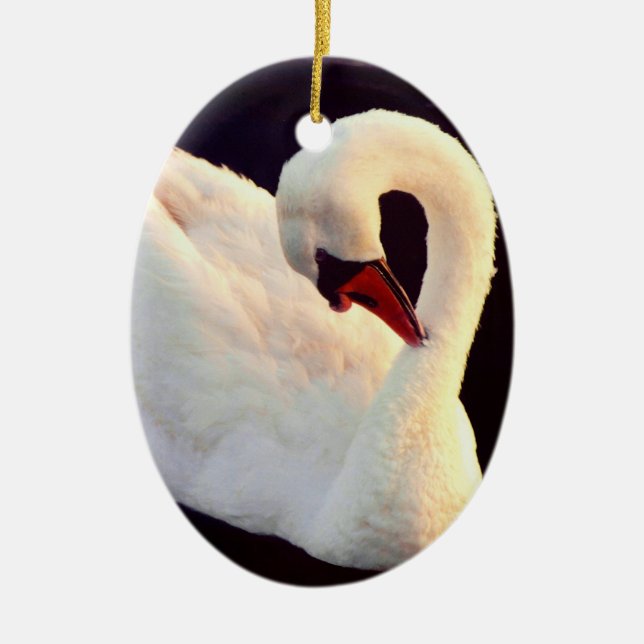 Ornement du cygne muet (Devant)