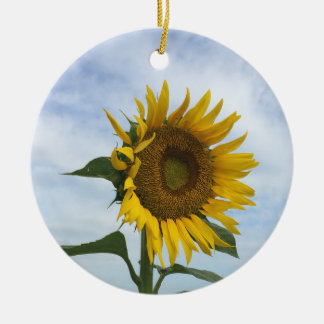 Ornement du terrain de tournesol
