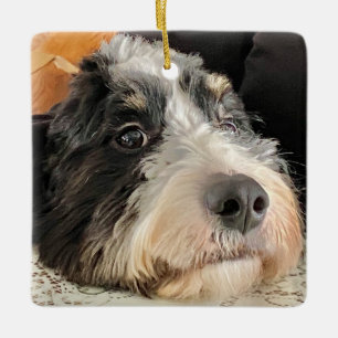 Ornement En Céramique Adorable Bernedoodle