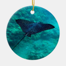 Aigle de mer Repéré par Hawaï de baie de Hanauma
