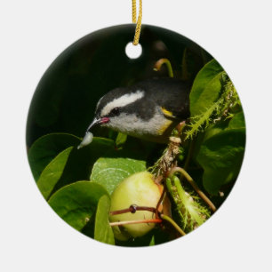 Ornement En Céramique Bananaquit Bird Mange Photographie tropicale