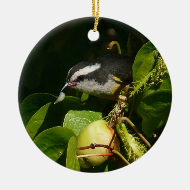 Ornement En Céramique Bananaquit Bird Mange Photographie tropicale (Devant)