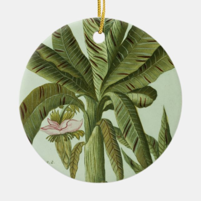 Ornement En Céramique Banane, de Phytanthoza Iconographi de J. (Devant)