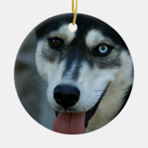 Ornement En Céramique Beau un chien de traîneau sibérien d'oeil bleu