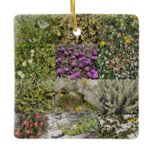 Blooming by the Sea : Asilomar