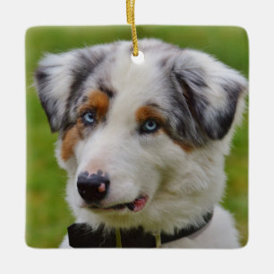 Ornement En Céramique Blue merle australian Shepherd Puppy
