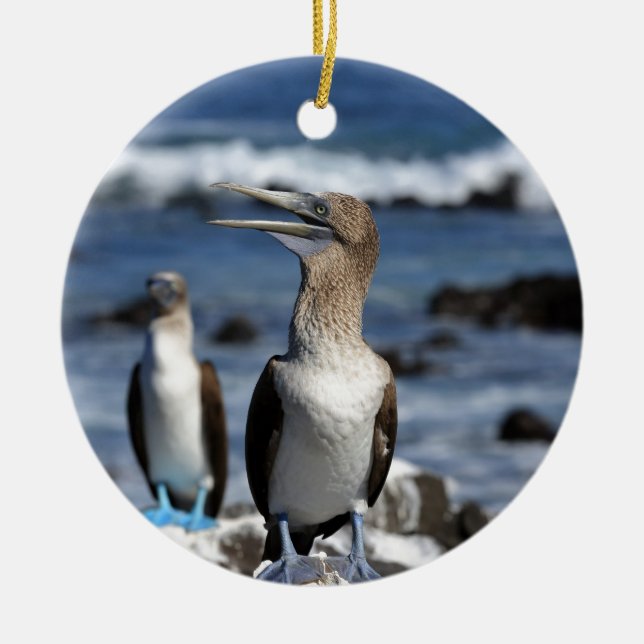 Ornement En Céramique Boobies à pieds bleus Galapagos (Devant)