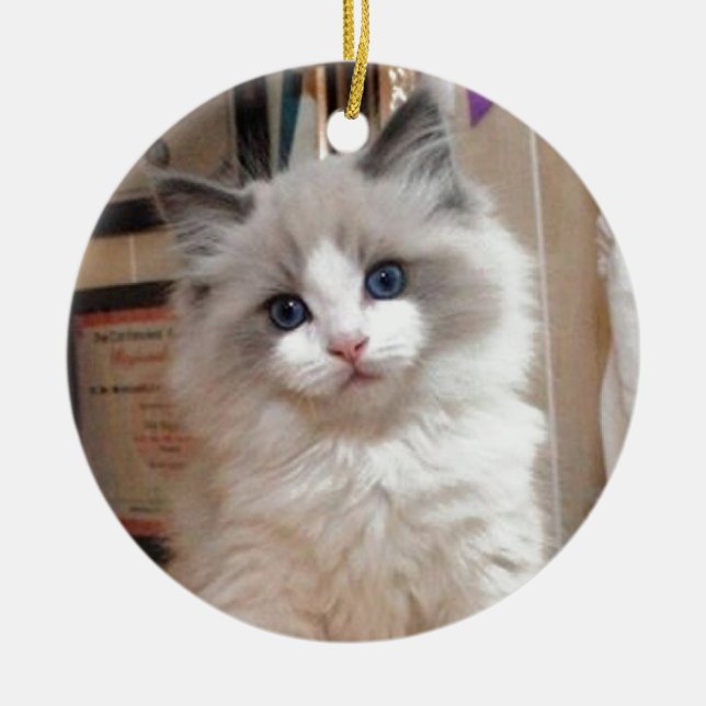 Ornement En Céramique Chaton Cutie de Ragdoll (Devant)