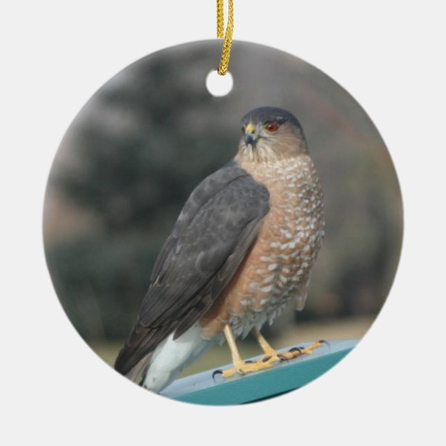Ornement En Céramique Coopers Hawk (Devant)