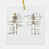 Diagramme médical squelettique d'anatomie humaine