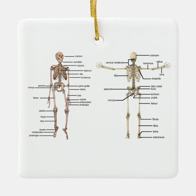 Ornement En Céramique Diagramme médical squelettique d'anatomie humaine (Devant)